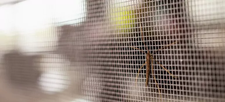 Repair Mosquito Mesh For Windows in Hallandale Beach, FL